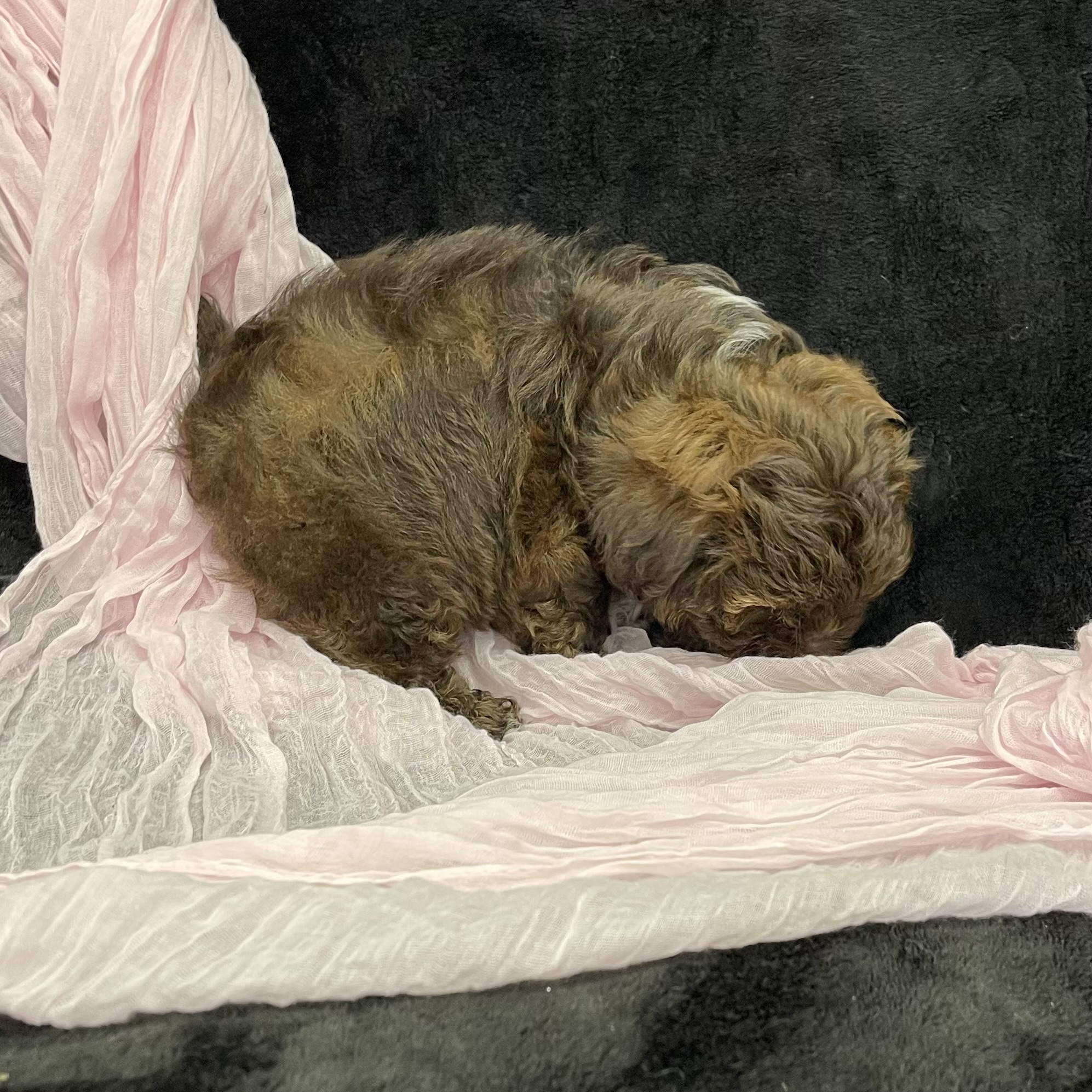 puppy grooming in boca raton puppies for sale in boca raton