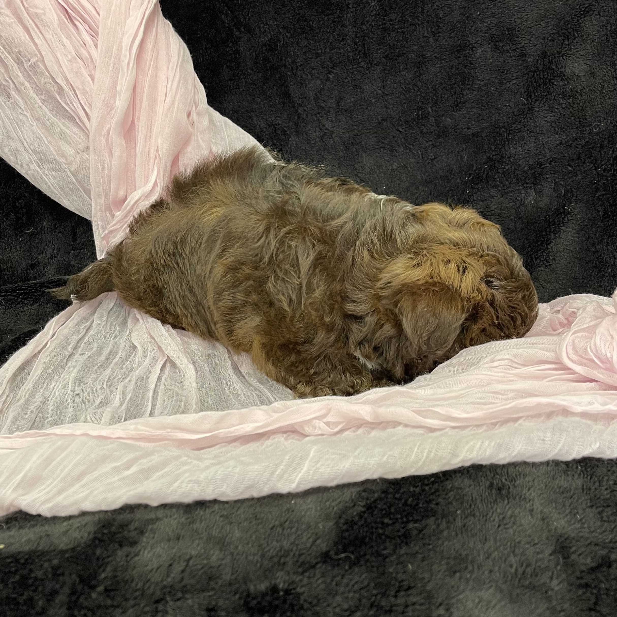 puppy grooming in boca raton puppies for sale in boca raton