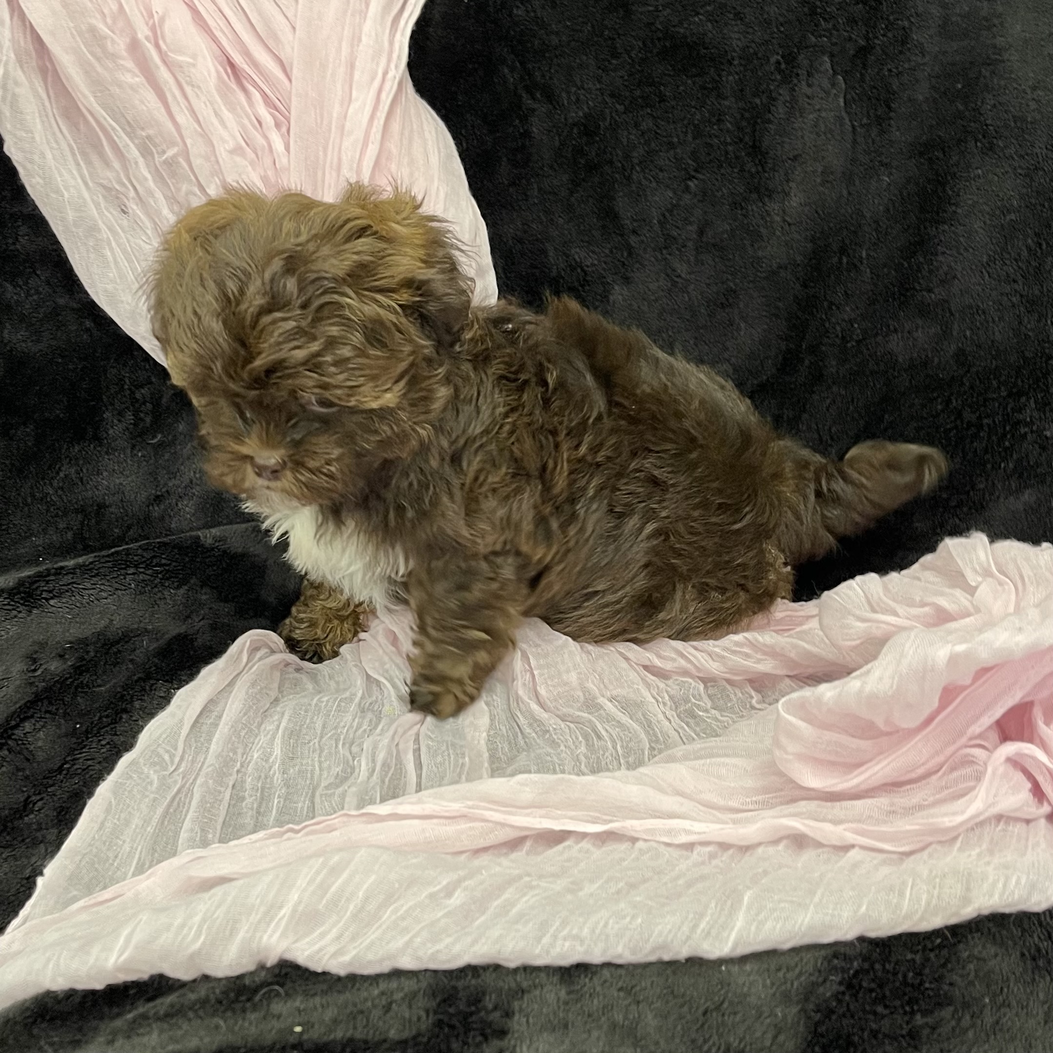 puppy grooming in boca raton puppies for sale in boca raton