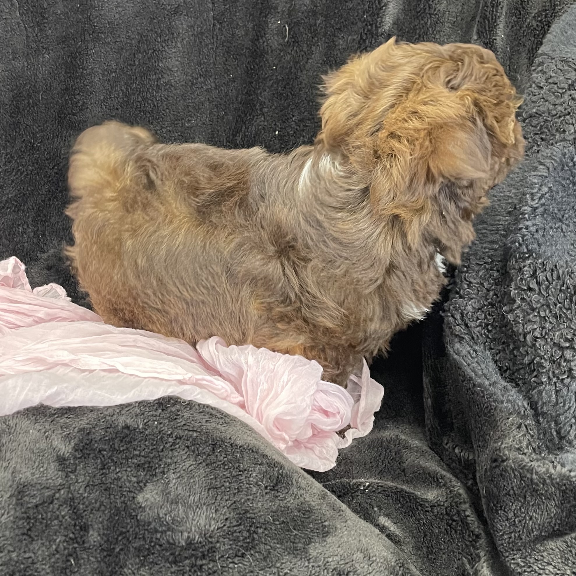 puppy grooming in boca raton puppies for sale in boca raton