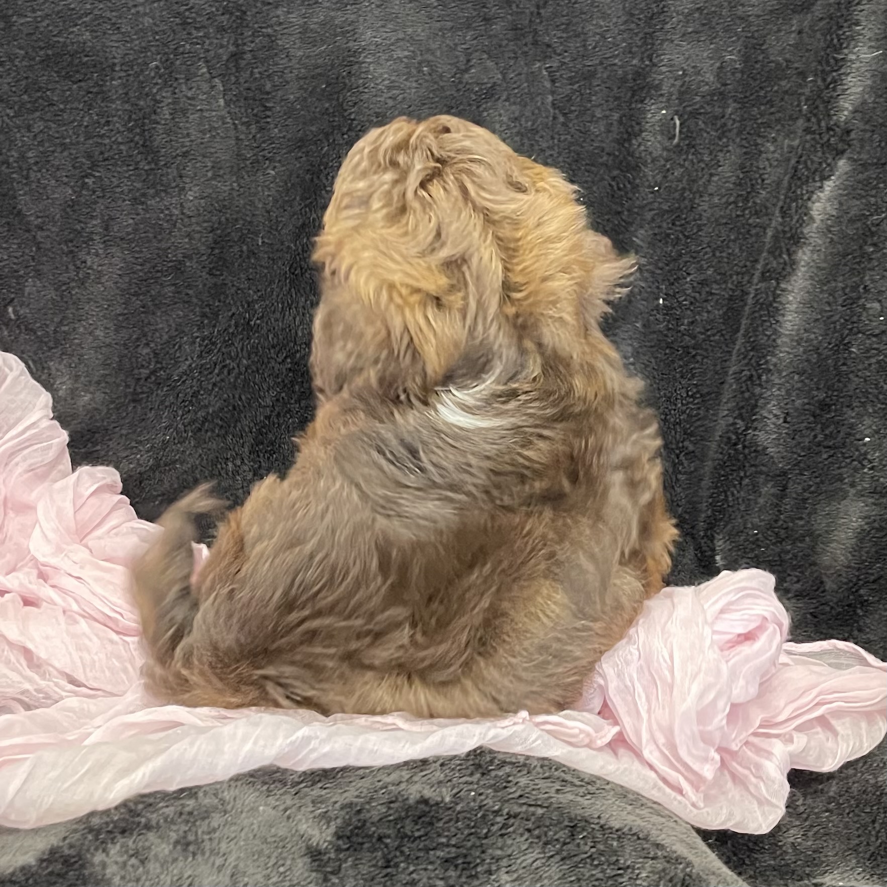 puppy grooming in boca raton puppies for sale in boca raton