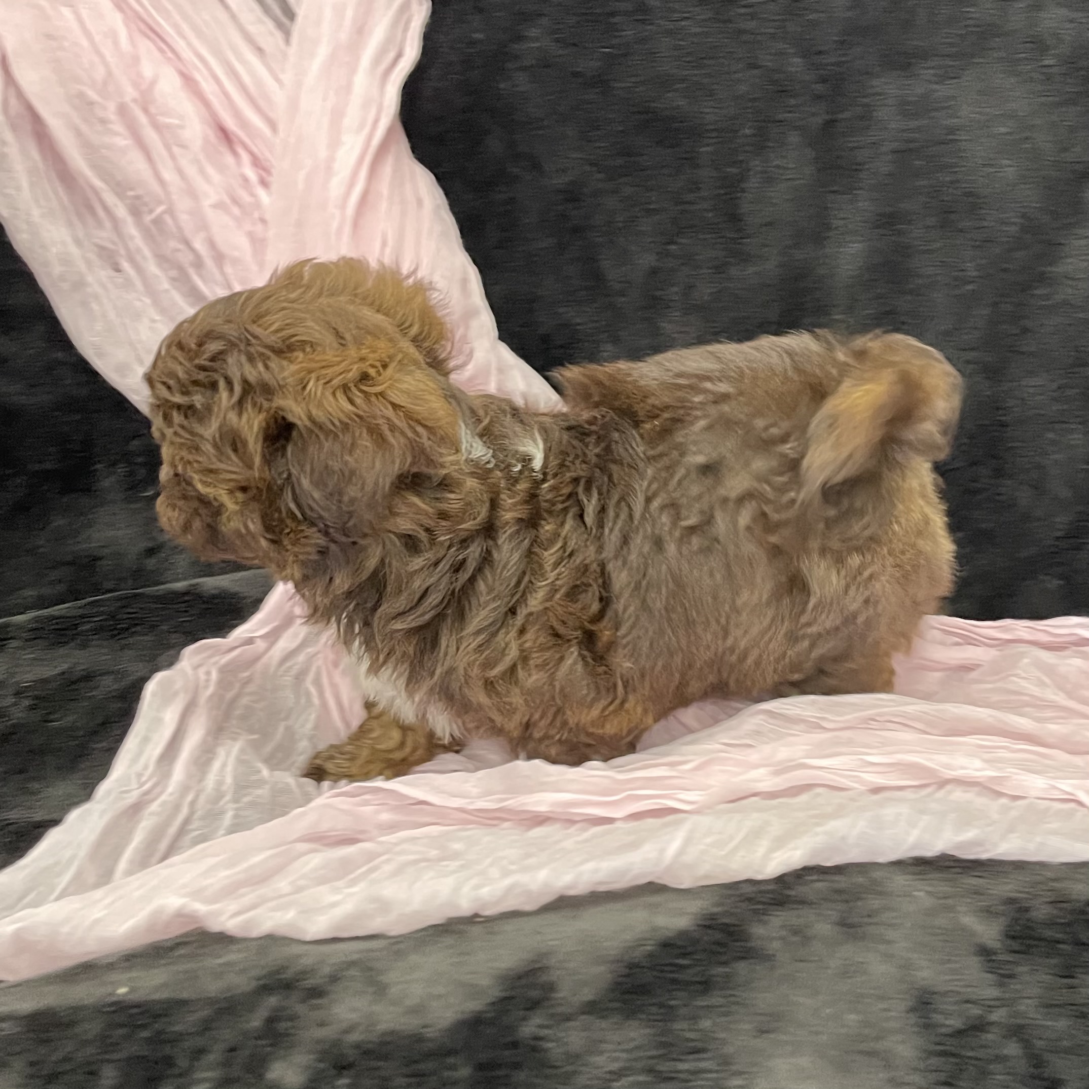 puppy grooming in boca raton puppies for sale in boca raton