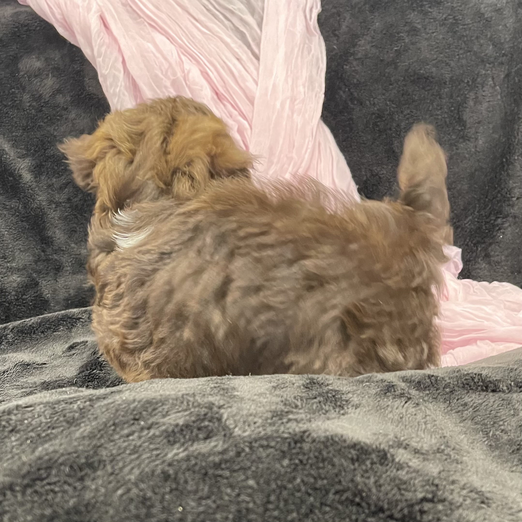 puppy grooming in boca raton puppies for sale in boca raton