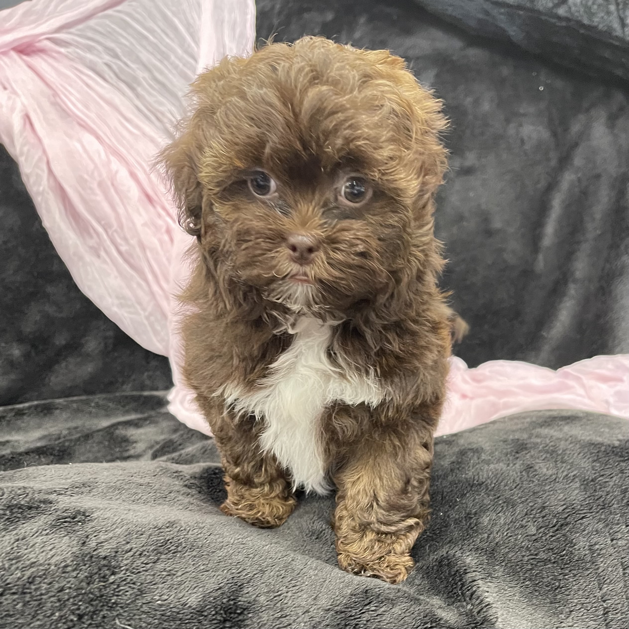 puppy grooming in boca raton puppies for sale in boca raton