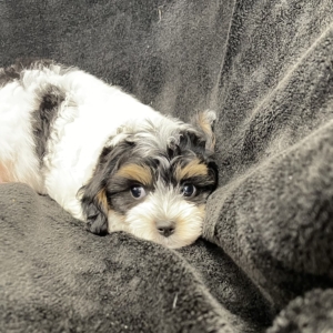 puppy grooming in boca raton puppies for sale in boca raton