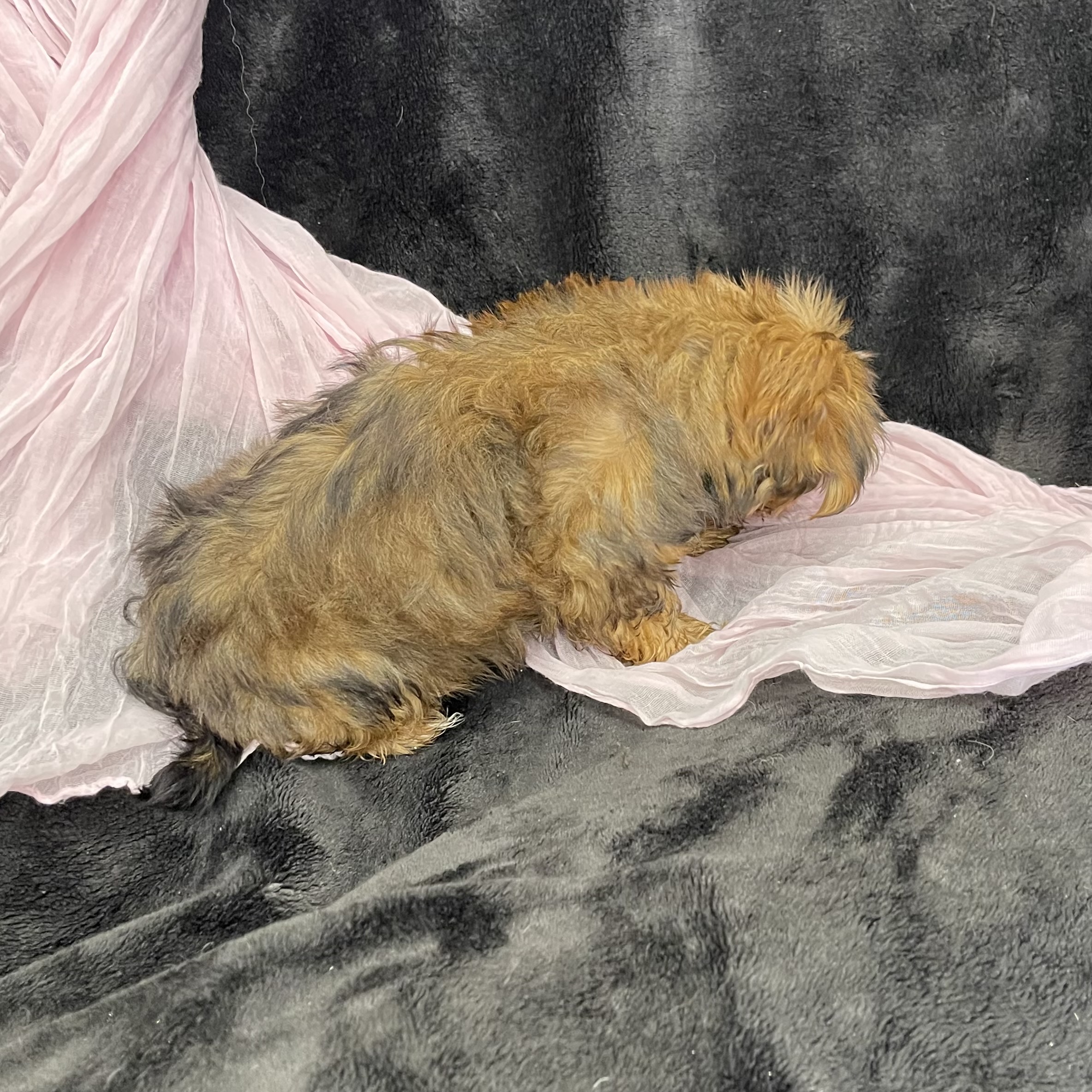 puppy grooming in boca raton puppies for sale in boca raton