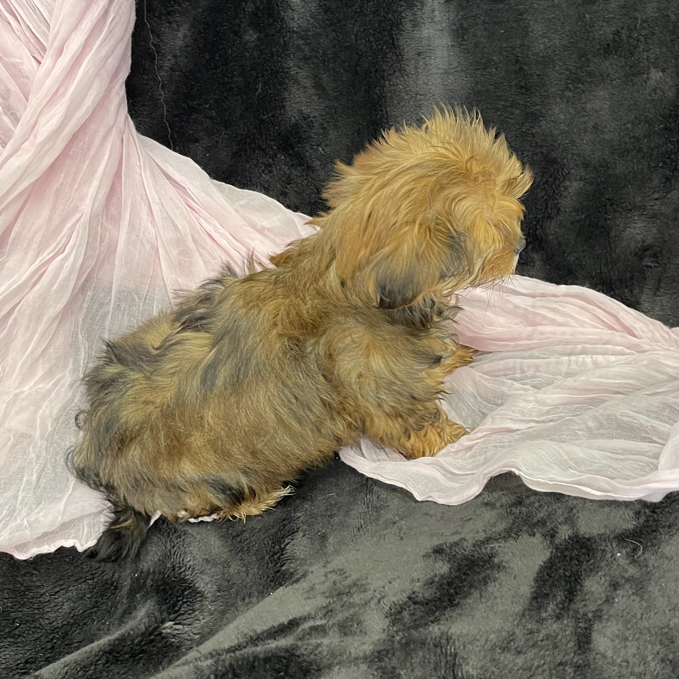 puppy grooming in boca raton puppies for sale in boca raton