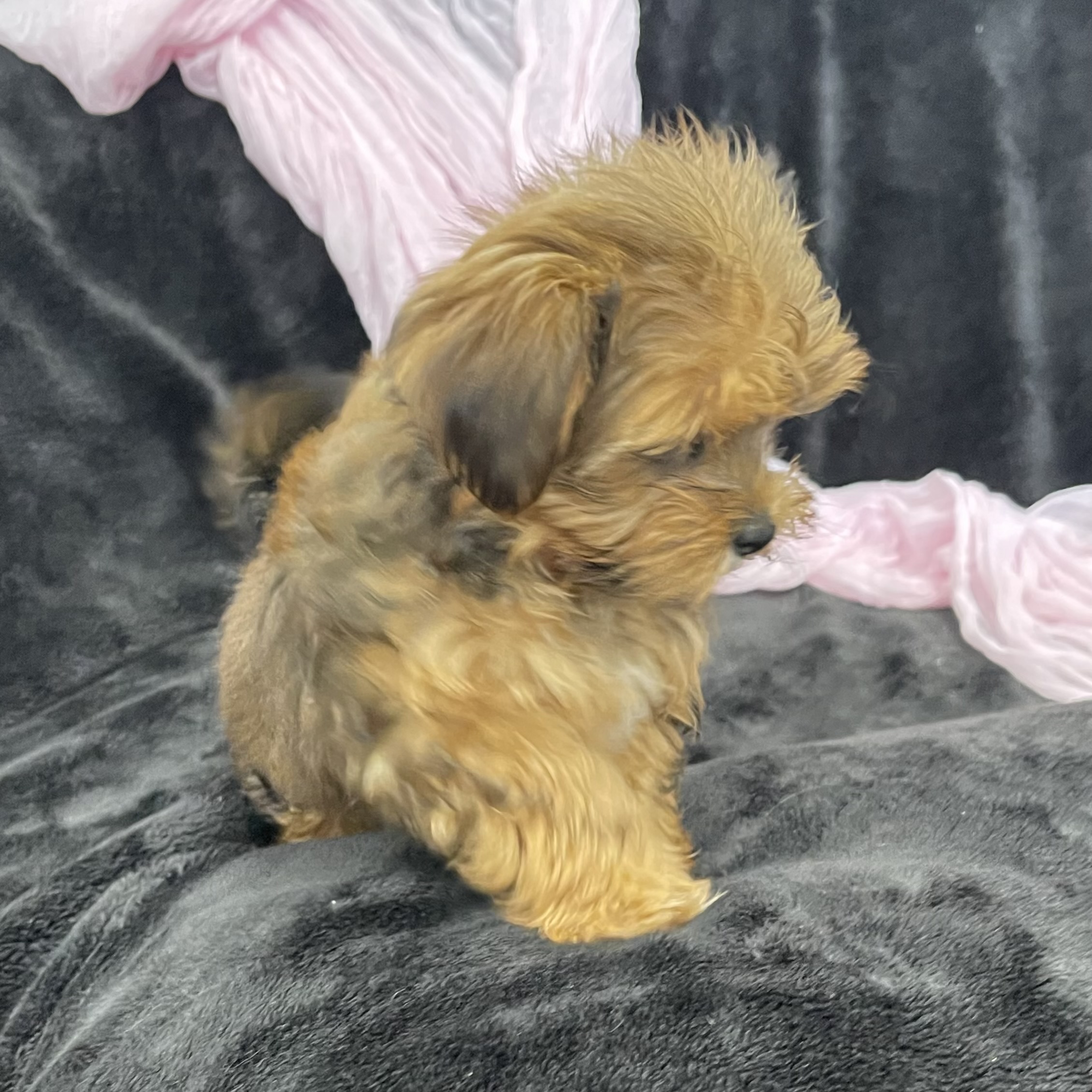 puppy grooming in boca raton puppies for sale in boca raton