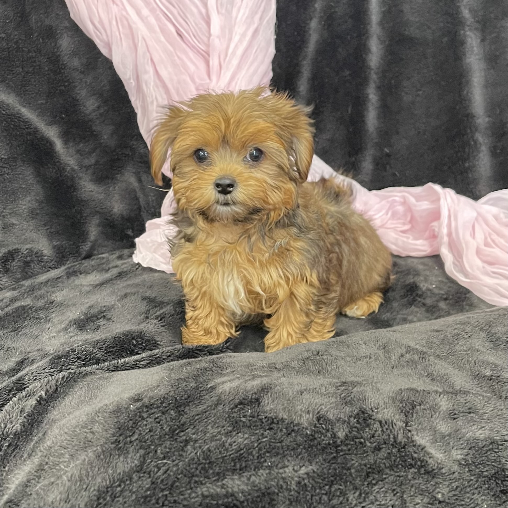 puppy grooming in boca raton puppies for sale in boca raton