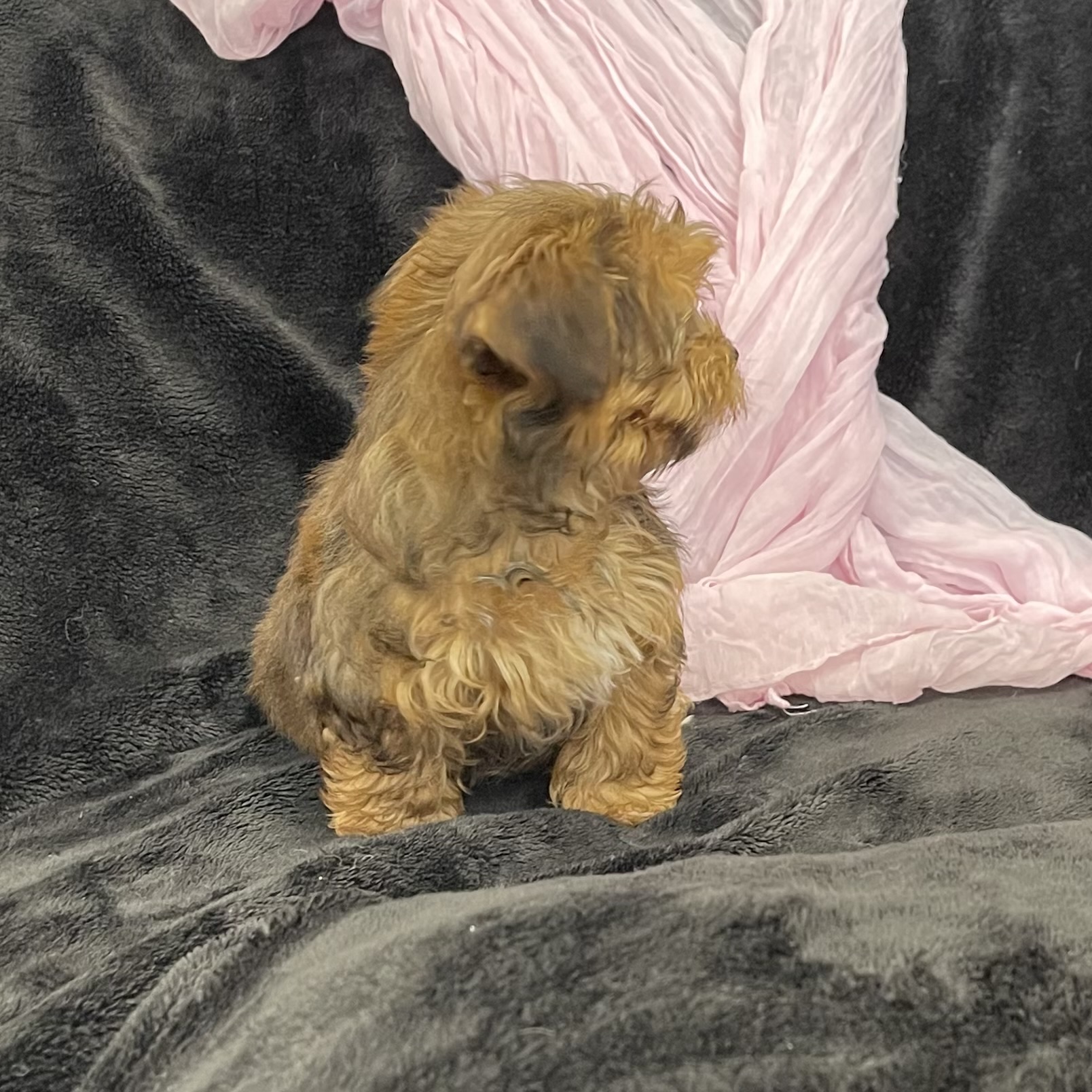 puppy grooming in boca raton puppies for sale in boca raton