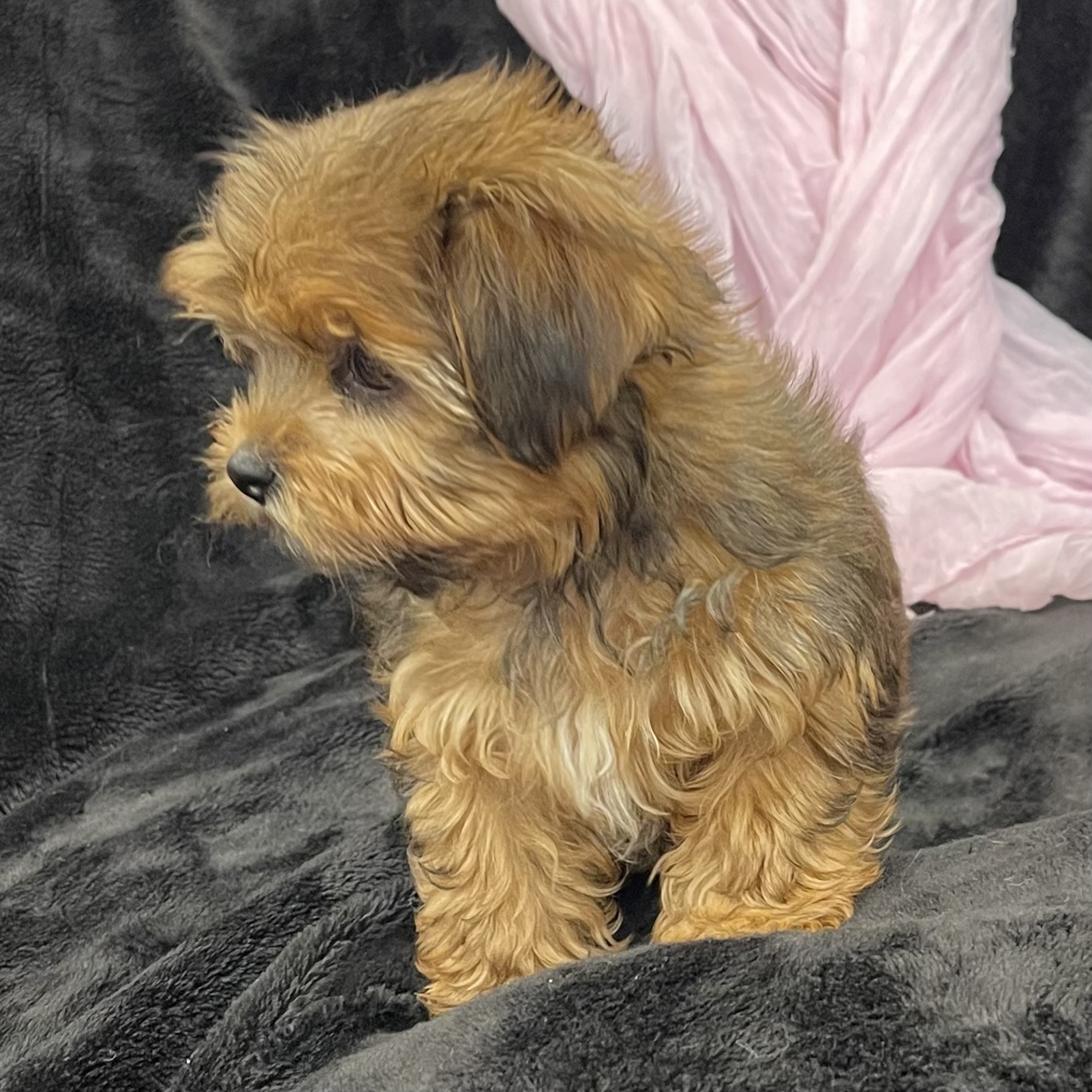 puppy grooming in boca raton puppies for sale in boca raton