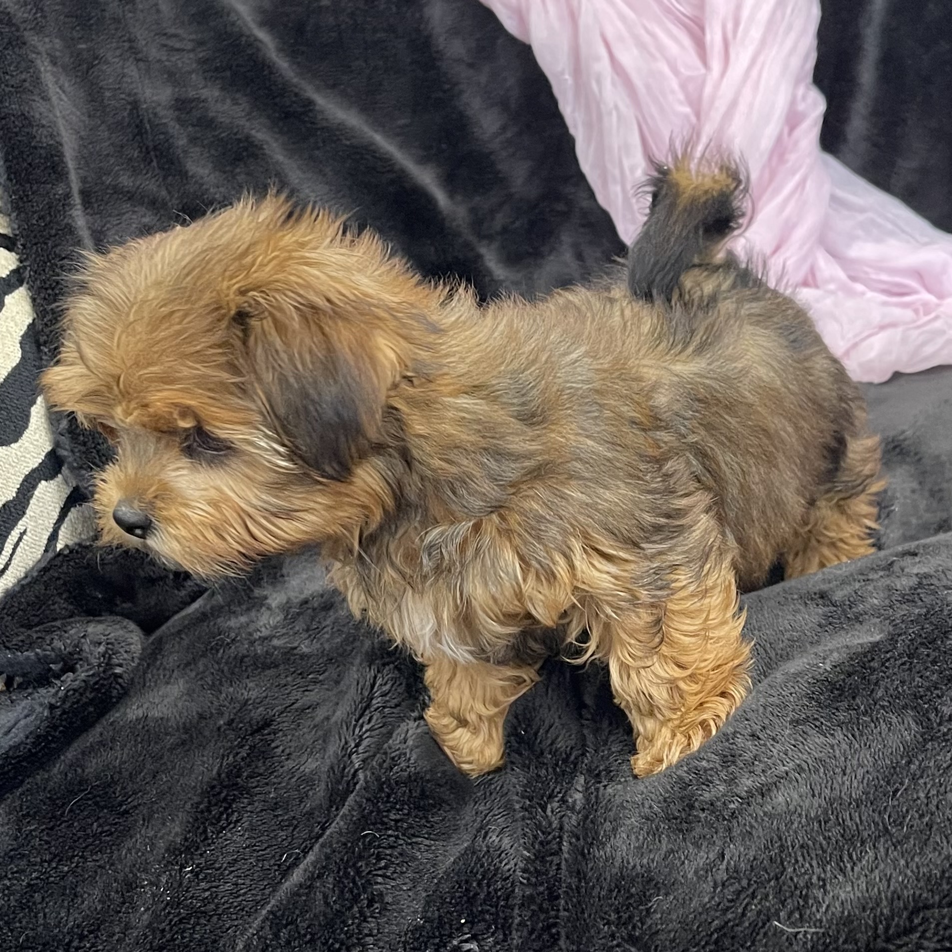 puppy grooming in boca raton puppies for sale in boca raton