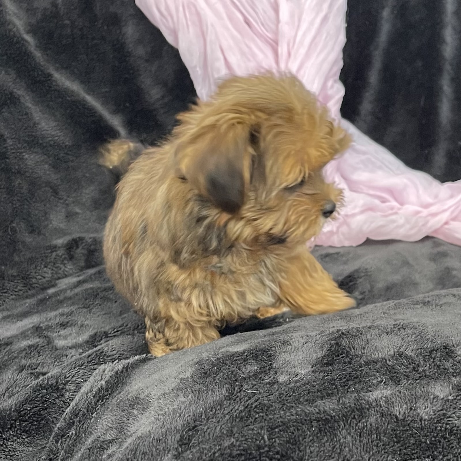 puppy grooming in boca raton puppies for sale in boca raton