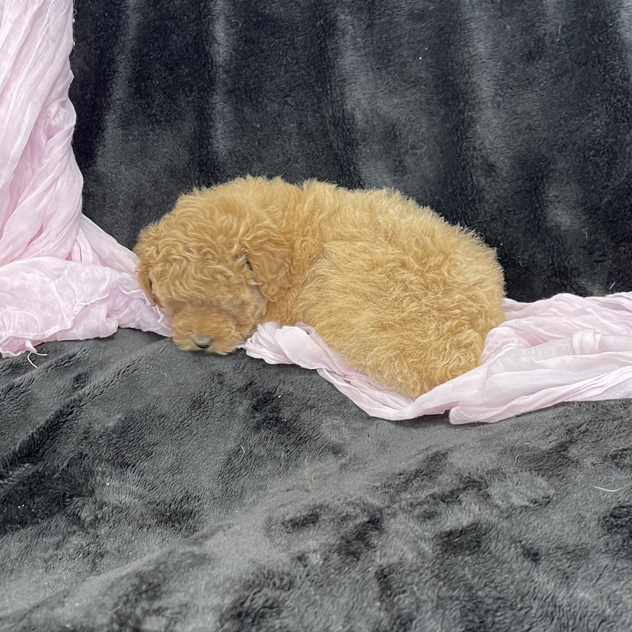 puppy grooming in boca raton puppies for sale in boca raton