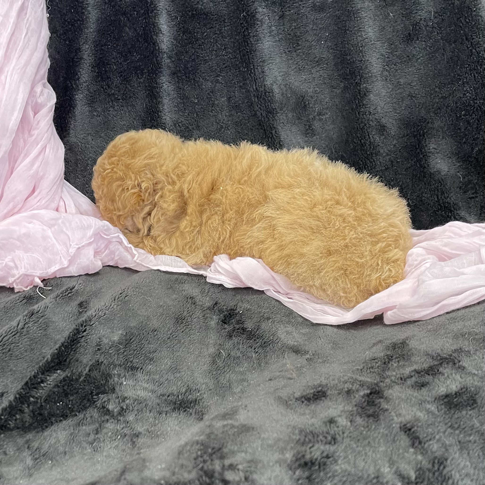 puppy grooming in boca raton puppies for sale in boca raton