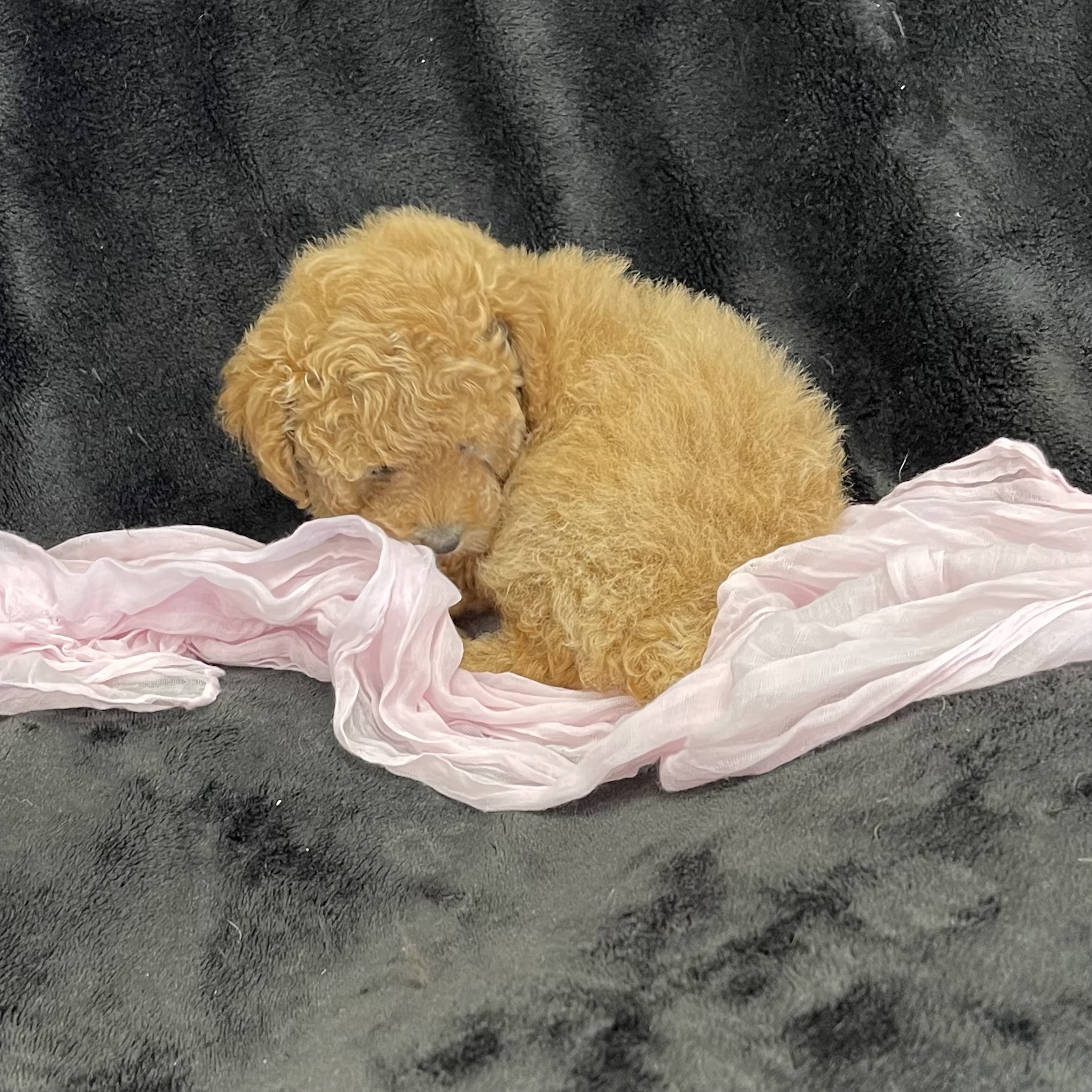 puppy grooming in boca raton puppies for sale in boca raton