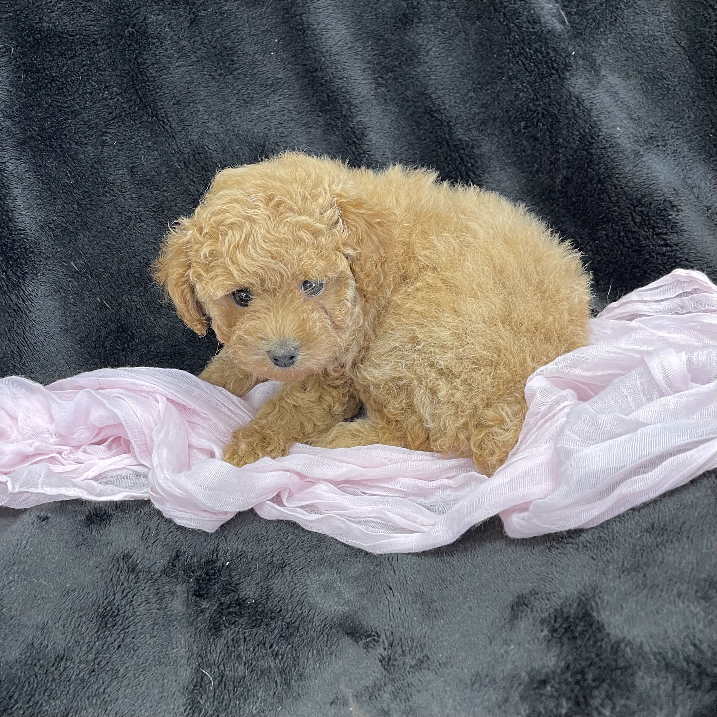 puppy grooming in boca raton puppies for sale in boca raton