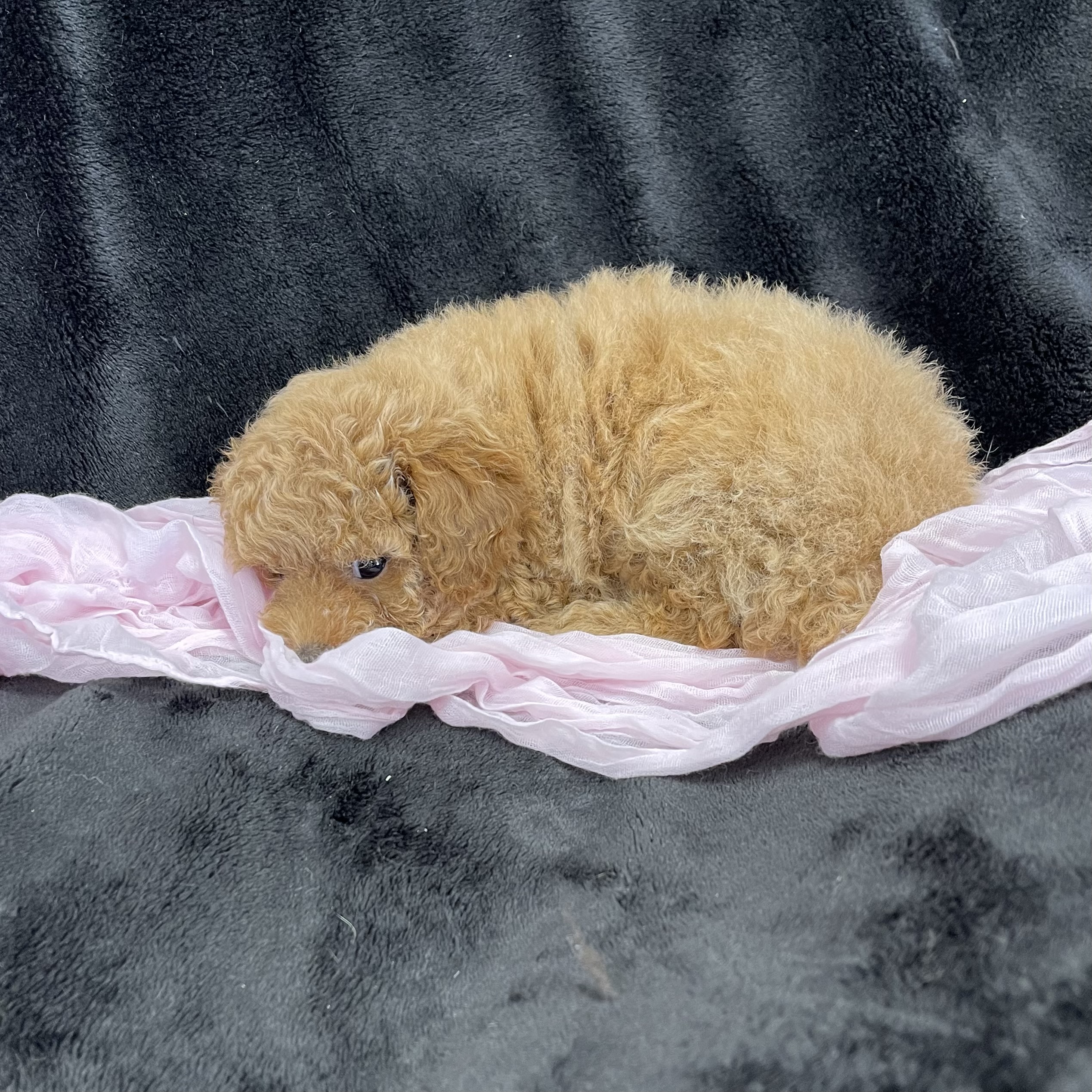 puppy grooming in boca raton puppies for sale in boca raton