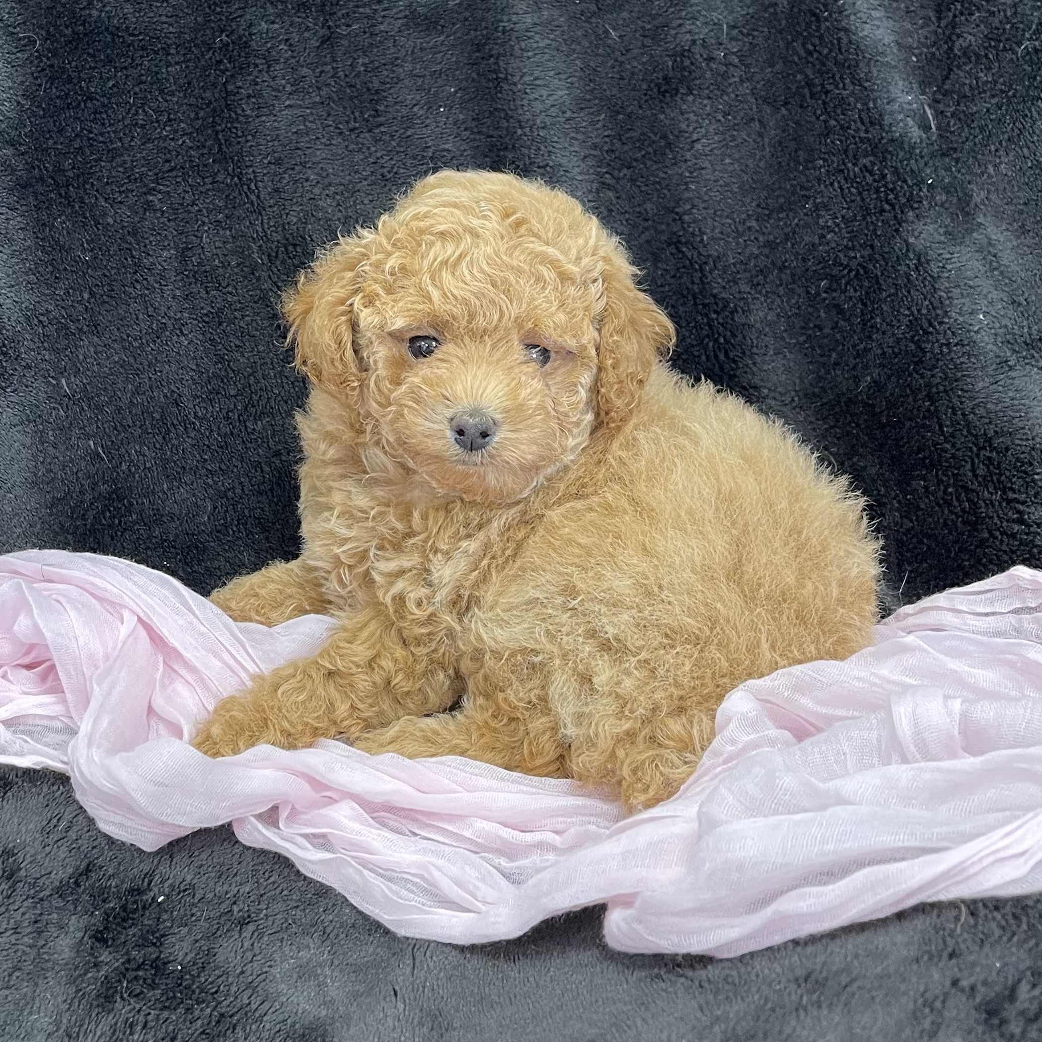 puppy grooming in boca raton puppies for sale in boca raton