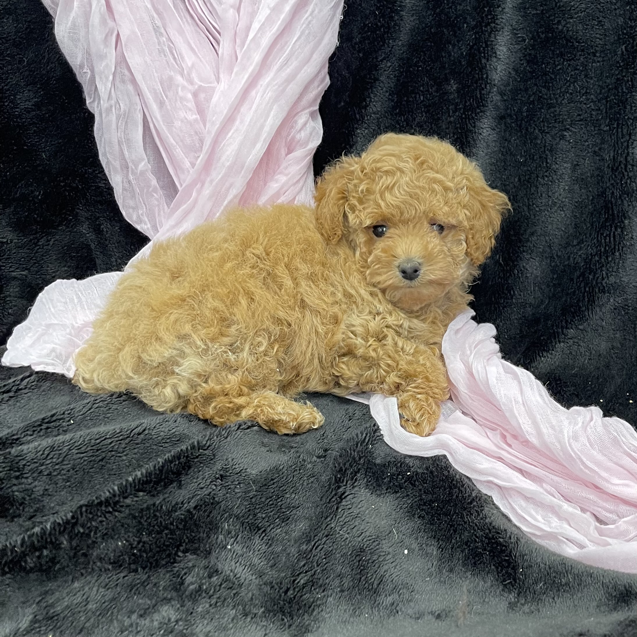 puppy grooming in boca raton puppies for sale in boca raton