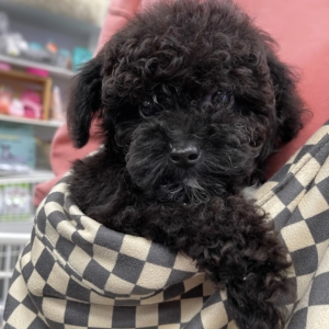 puppies for sale in boca raton