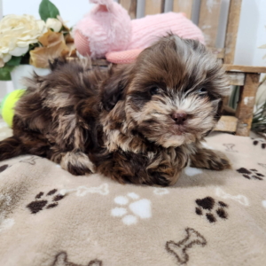 puppies for sale in boca raton