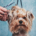 puppy grooming in boca raton puppies for sale in boca raton