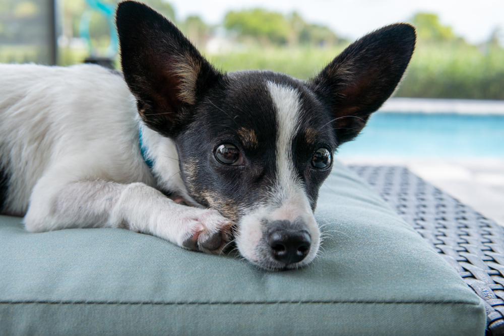 Rat Terrier Puppies for Sale in Boynton Beach