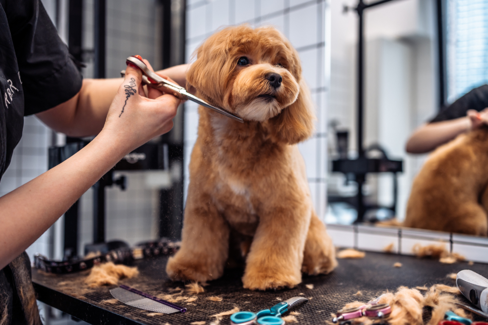 Designer Dog Grooming Boynton Beach