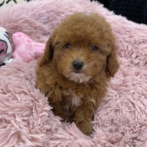puppies for sale in boca raton