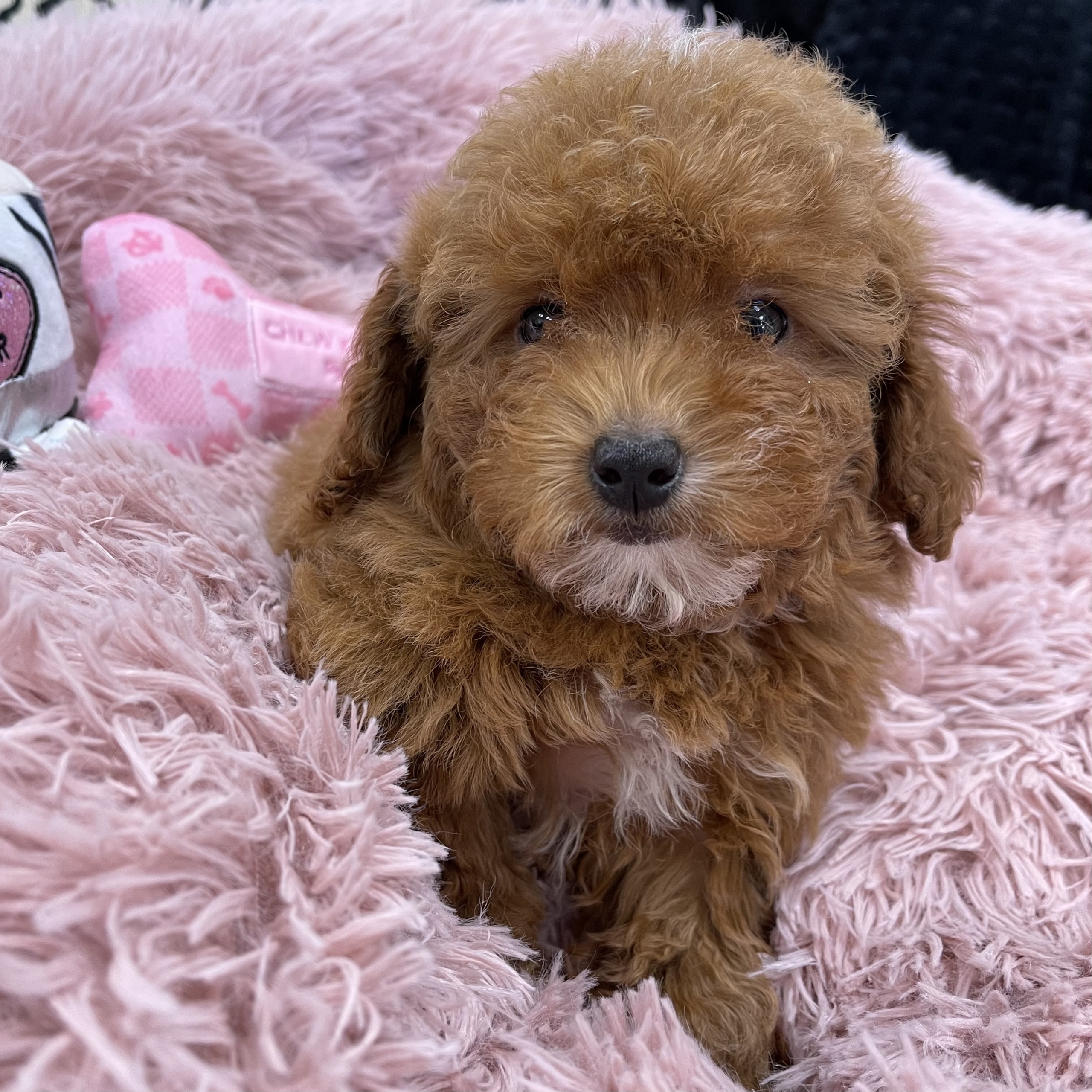 puppy grooming in boca raton puppies for sale in boca raton