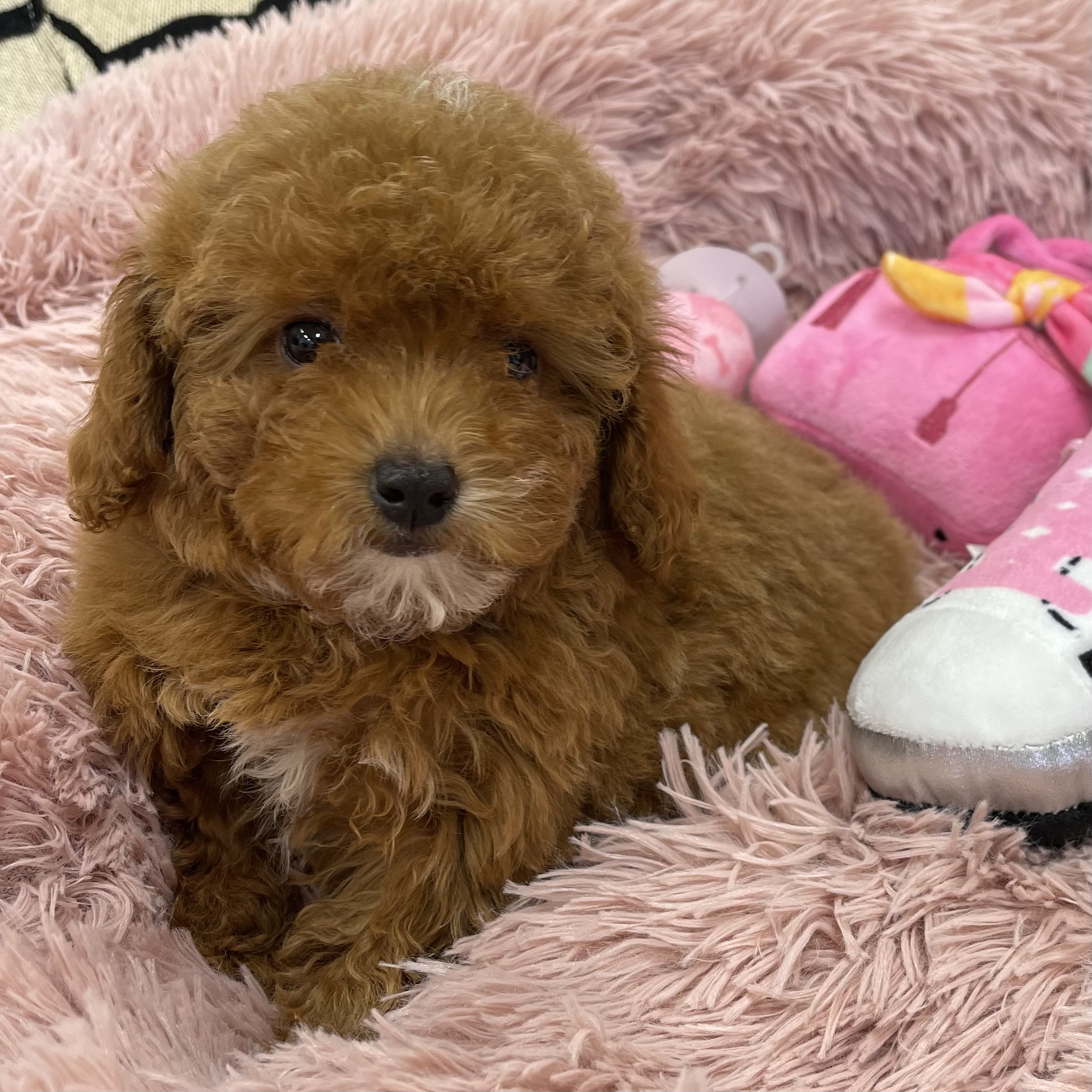 puppy grooming in boca raton puppies for sale in boca raton