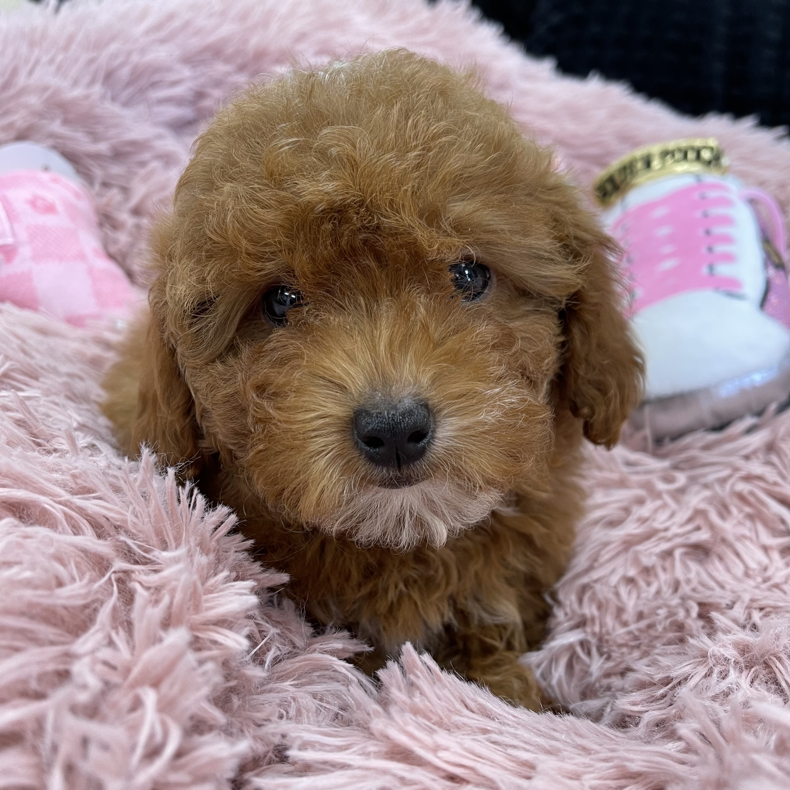 puppy grooming in boca raton puppies for sale in boca raton