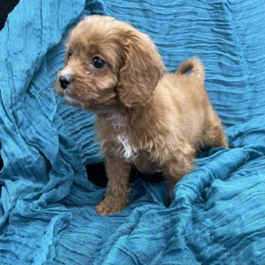 puppies for sale in boca raton