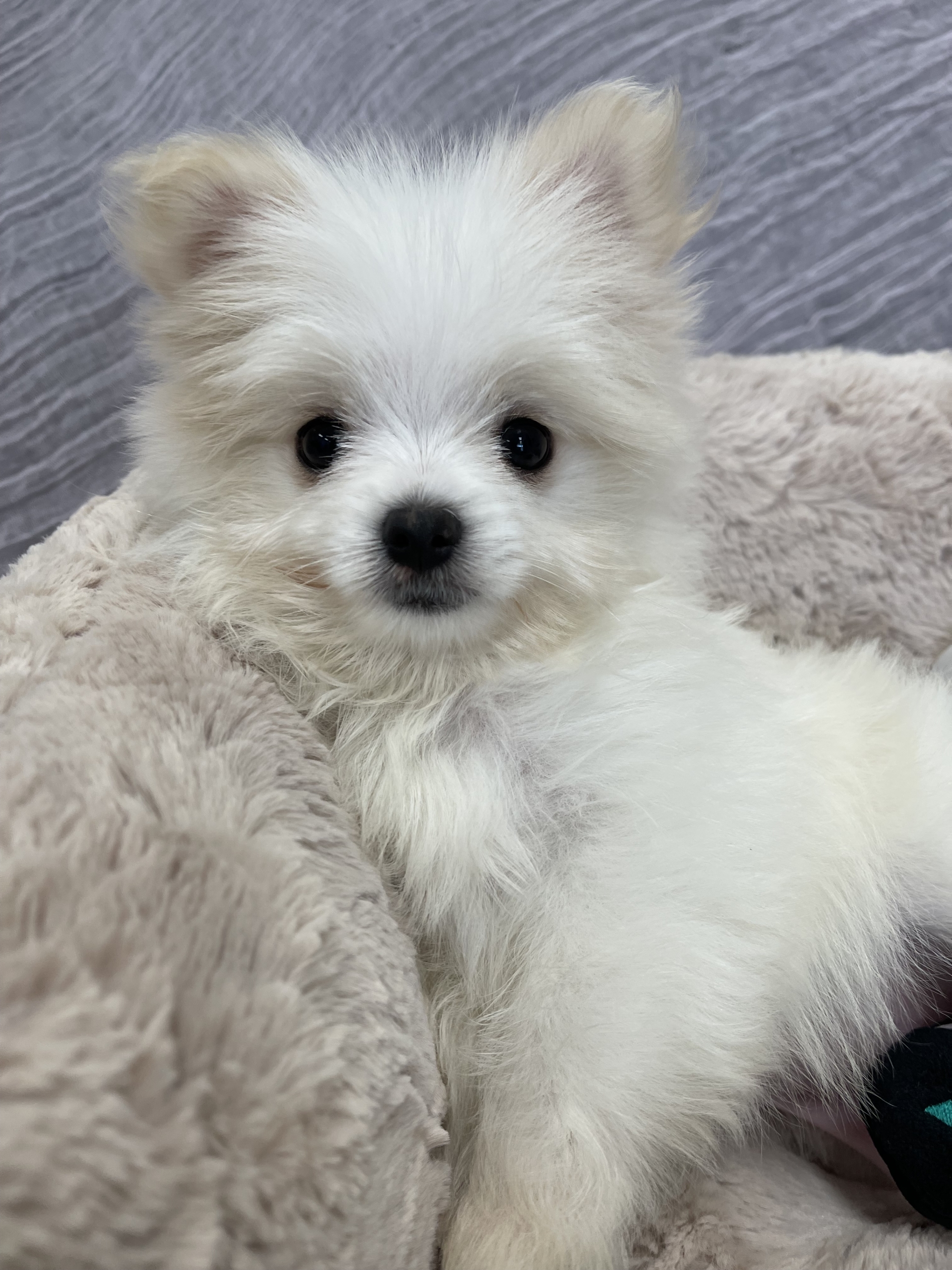 Pasha (Pomatese) | Love My Puppy Boca Raton, image size:1920x2560