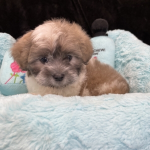 puppy grooming in boca raton puppies for sale in boca raton