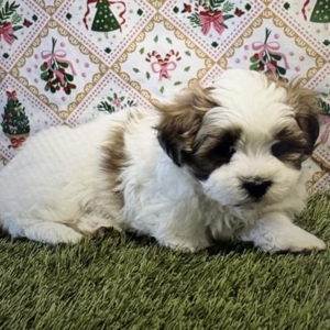 puppies for sale in boca raton