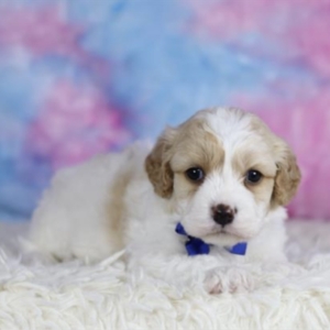 puppy grooming in boca raton puppies for sale in boca raton