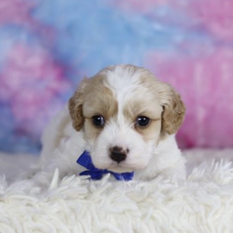 puppy grooming in boca raton puppies for sale in boca raton