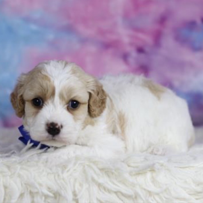 puppy grooming in boca raton puppies for sale in boca raton
