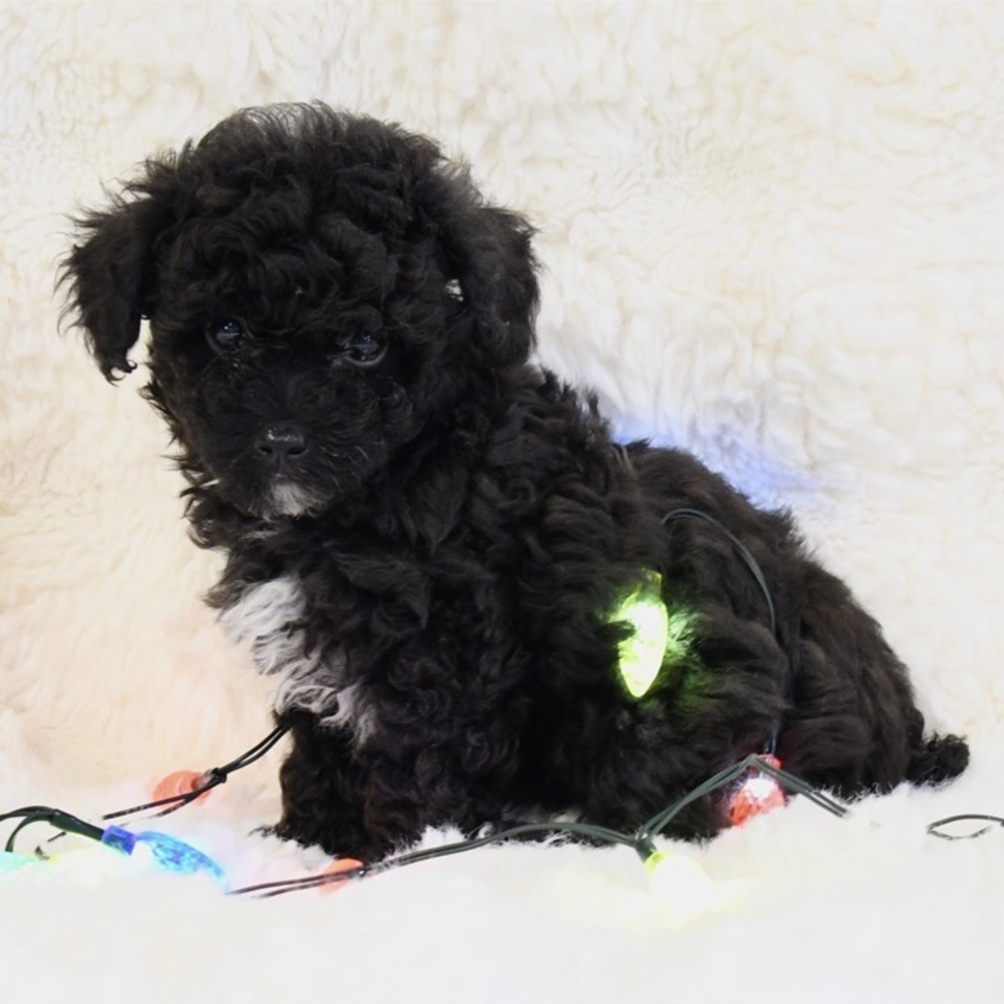 puppy grooming in boca raton puppies for sale in boca raton