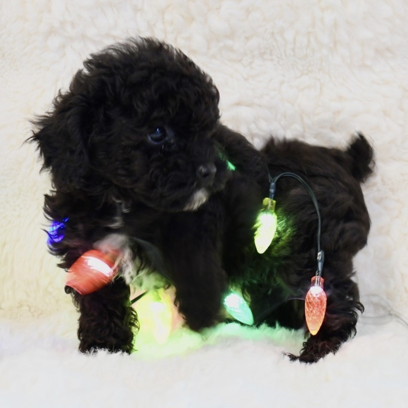 puppy grooming in boca raton puppies for sale in boca raton