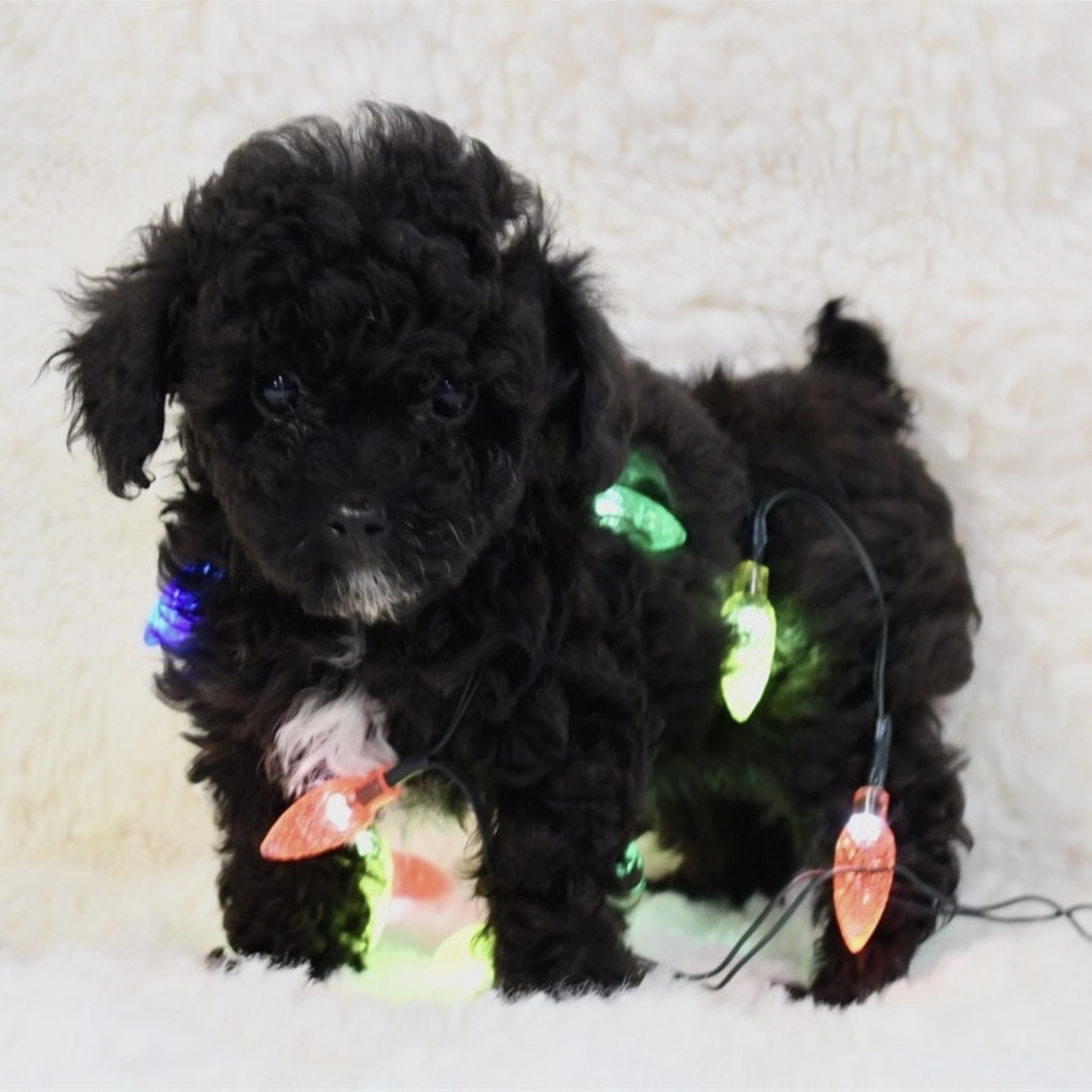 puppy grooming in boca raton puppies for sale in boca raton