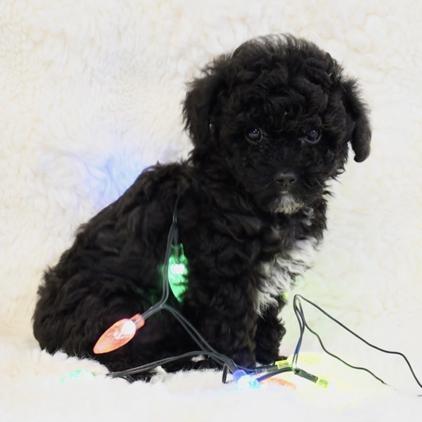 puppy grooming in boca raton puppies for sale in boca raton