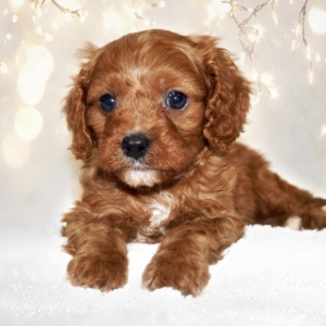 puppy grooming in boca raton puppies for sale in boca raton