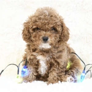 puppy grooming in boca raton puppies for sale in boca raton