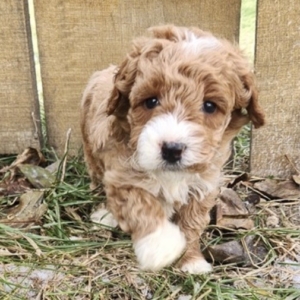 puppies for sale in boca raton