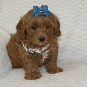 puppies for sale in boca raton