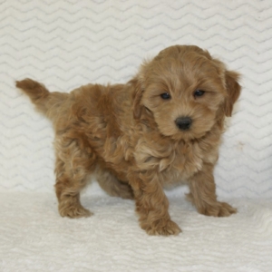 puppies for sale in boca raton