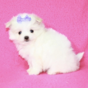 puppies for sale in boca raton